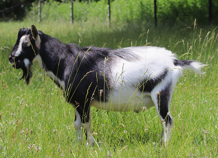 craftmade manor hr sweet tango jaffa